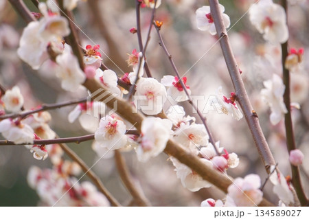 満開になった白い梅の花 134589027