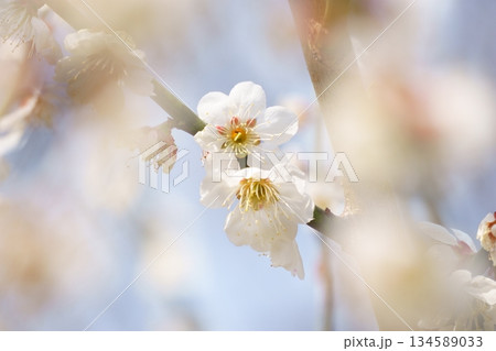満開の白い梅の花 134589033