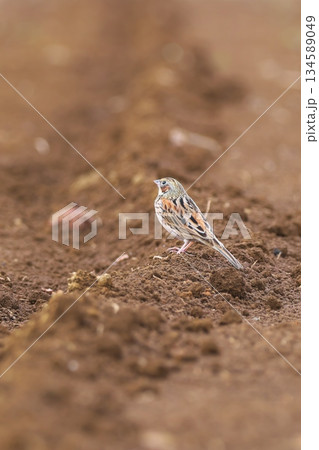 冬の畑に降り立ったホオアカ 野鳥 冬の畑に降り立ったホオアカ 野鳥 134589049