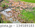 明徳寺川の桜並木 134589183
