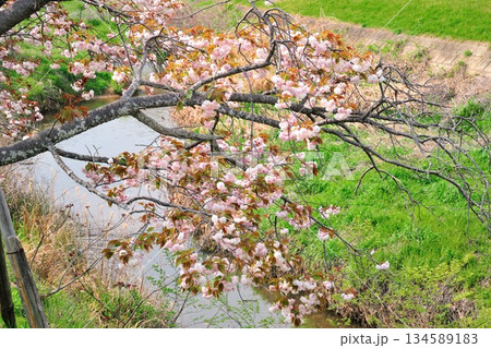 明徳寺川の桜並木 134589183