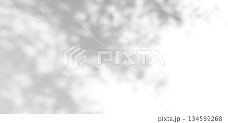 Gobo light effect with leaf shadows on white wall 134589268