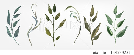 Watercolor green branches with delicate stem 134589281