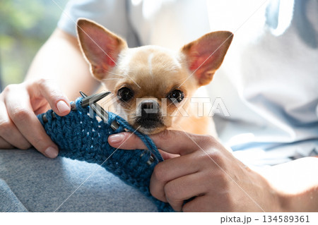 Chihuahua Watching Handmade Knitting Work. A woman knit with knitting needles,closeup shot Chihuahua Watching Handmade Knitting Work. A woman knit with knitting needles,closeup shot 134589361