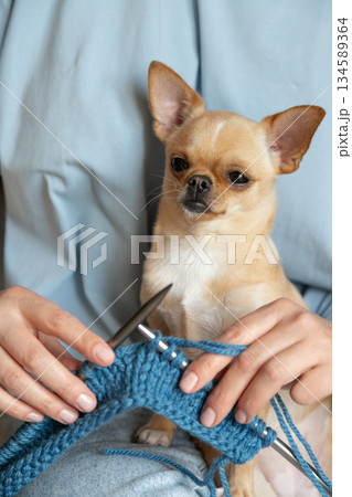Cute Chihuahua Sitting on Lap During Knitting. A woman knit with knitting needles,closeup shot Cute Chihuahua Sitting on Lap During Knitting. A woman knit with knitting needles,closeup shot 134589364