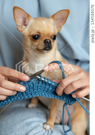Chihuahua Sitting Calmly While Owner Knits. A woman knit with knitting needles,closeup shot Chihuahua Sitting Calmly While Owner Knits. A woman knit with knitting needles,closeup shot 134589370