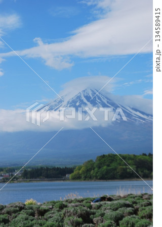 河口湖畔の「富士山」 河口湖畔の「富士山」 134589415