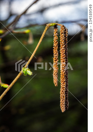 Long catkins hanging from a slender branch in early spring under a bright sky in a peaceful natural setting 134589549