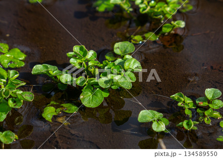 Spring growth of Caltha palustris in a wetland habitat showing vibrant green leaves and water glistening on the surface during early morning 134589550