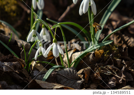 Common snowdrop blooms in a spring forest attracting pollinators among fallen leaves and fresh greenery Common snowdrop blooms in a spring forest attracting pollinators among fallen leaves and fresh greenery 134589551