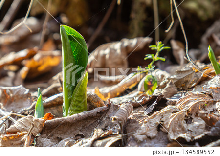 Cuckoo pint shows glossy leaves emerging from leaf litter in a woodland habitat during springtime Cuckoo pint shows glossy leaves emerging from leaf litter in a woodland habitat during springtime 134589552
