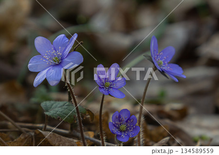 Hepatica flowers bloom in the spring forest showcasing vibrant purple petals and delicate green centers amidst earthy foliage Hepatica flowers bloom in the spring forest showcasing vibrant purple petals and delicate green centers amidst earthy foliage 134589559