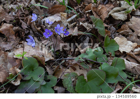 Colorful hepatica flowers bloom among dried leaves in a spring forest Colorful hepatica flowers bloom among dried leaves in a spring forest 134589560