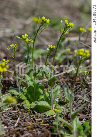 Wood Draba with yellow flowers blooming in a forest floor setting during springtime in a natural habitat Wood Draba with yellow flowers blooming in a forest floor setting during springtime in a natural habitat 134589573