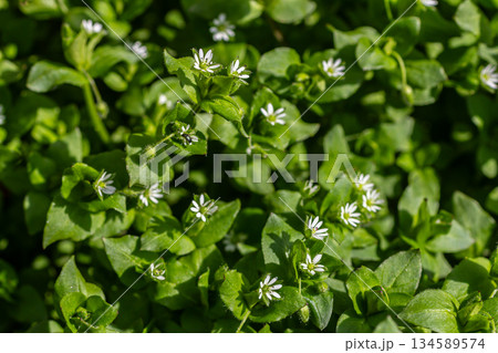 Common chickweed Stellaria media flourishing in a lush green environment with delicate white flowers during springtime in a garden setting 134589574