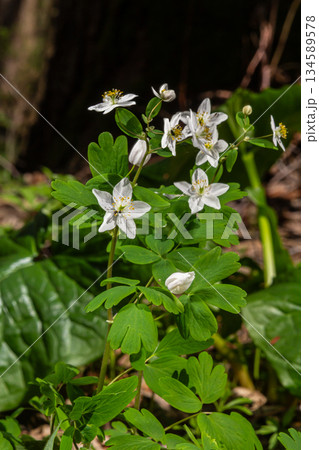 Delicate Isopyrum thalictroides blossoms in a vibrant spring forest with lush green foliage and gentle sunlight filtering through the trees 134589578