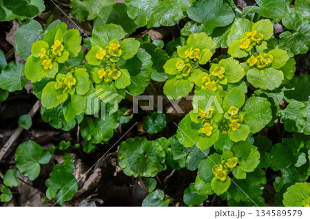 Exploring Chrysosplenium alternifolium alternate-leaved golden-saxifrage in a tranquil moist shady forest environment during spring 134589579