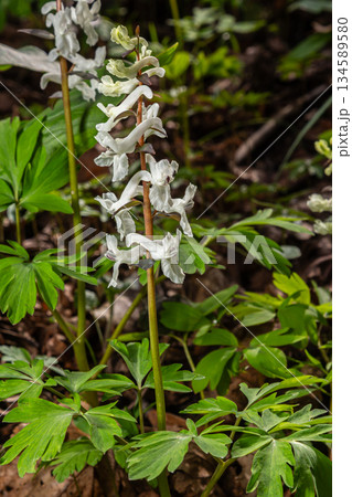 Corydalis cava blooms gracefully in a spring woodland showcasing delicate white flowers amidst vibrant green foliage 134589580