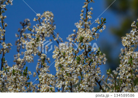 Spring flowering of Prunus cerasifera in full bloom against a clear blue sky brings vibrant beauty to nature Spring flowering of Prunus cerasifera in full bloom against a clear blue sky brings vibrant beauty to nature 134589586