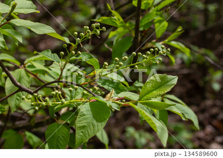 Spring branches of Prunus padus showcase budding flowers and lush green leaves in a natural environment during the vibrant season of renewal 134589600