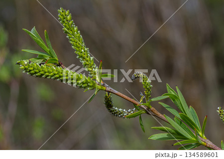 Springtime display of willow blossoms with vibrant green leaves and delicate flower clusters in a natural setting 134589601
