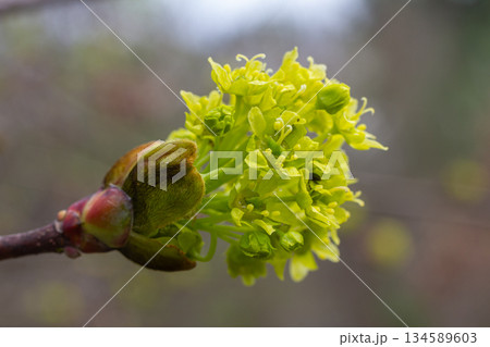 Norway maple blossoms showcase vibrant yellowish-green flowers in early spring highlighting the beauty of Acer platanoides in nature's renewal 134589603