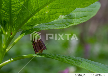 Scopolia carniolica blooms in a spring forest showcasing its distinct brown-tipped flower and lush green leaves in its natural habitat Scopolia carniolica blooms in a spring forest showcasing its distinct brown-tipped flower and lush green leaves in its natural habitat 134589607