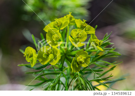 Cypress spurge blooms in vibrant yellow-green showcasing unique leaf structure among natural landscape Cypress spurge blooms in vibrant yellow-green showcasing unique leaf structure among natural landscape 134589612