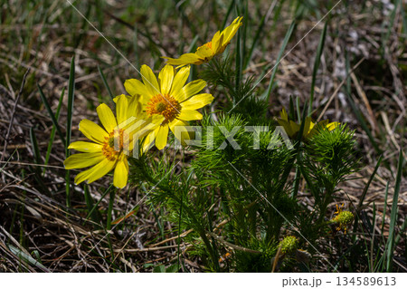Yellow pheasant's eye blooms vibrantly in springtime grass showcasing their bright petals against a natural green backdrop Yellow pheasant's eye blooms vibrantly in springtime grass showcasing their bright petals against a natural green backdrop 134589613