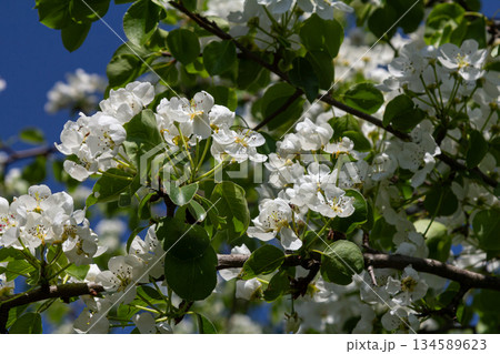 Beautiful pear blossoms bloom in spring showcasing vibrant white flowers against a clear blue sky in a serene garden setting 134589623