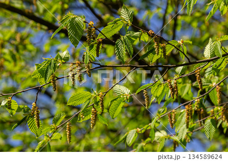 Delicate catkins hanging from the branches of Betula pendula with bright green leaves in springtime sunlight 134589624