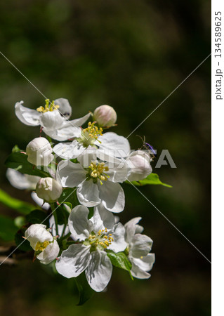 Blooming apple trees display white flowers in the garden during spring attracting pollinators 134589625