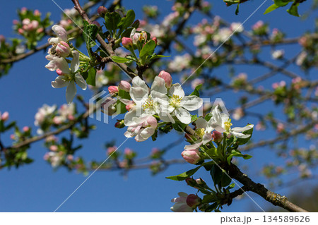 Apple trees bloom beautifully in the garden under a clear blue sky during springtime showcasing delicate white flowers and soft pink buds 134589626