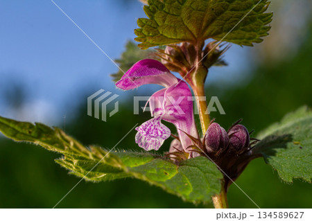 Red Dead-nettle showcases vibrant purple flowers and distinctive toothed leaves creating a beautiful contrast against a sunny green background in spring Red Dead-nettle showcases vibrant purple flowers and distinctive toothed leaves creating a beautiful contrast against a sunny green background in spring 134589627