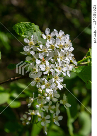 Spring branches of Prunus padus showcase delicate white flowers amidst lush green foliage in a serene woodland setting Spring branches of Prunus padus showcase delicate white flowers amidst lush green foliage in a serene woodland setting 134589628