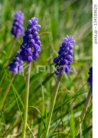 Vibrant purple flowers of Muscari armeniacum bloom in spring creating a beautiful display in a lush green garden setting 134589629