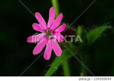 Vibrant Silene dioica displays its striking pink flowers in a lush woodland setting during the spring season 134589644