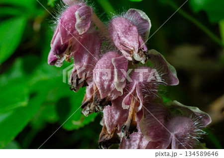 Common Toothwort displays its unique pink flowers in a lush forest setting during springtime Common Toothwort displays its unique pink flowers in a lush forest setting during springtime 134589646