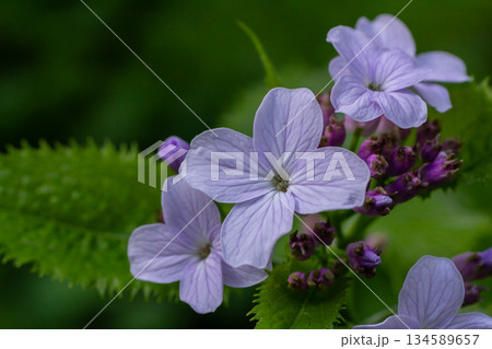 Perennial Honesty plant Lunaria rediviva blooms among lush greenery in a tranquil forest setting showcasing its delicate flowers and vibrant buds 134589657