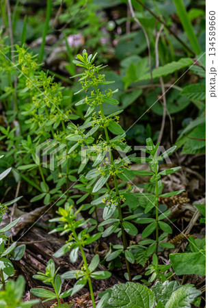 Smooth Crosswort growing among lush greenery in a woodland area during early spring showcasing its distinct whorled leaves and tiny green flowers Smooth Crosswort growing among lush greenery in a woodland area during early spring showcasing its distinct whorled leaves and tiny green flowers 134589660