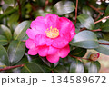 冬至の山茶花 134589672