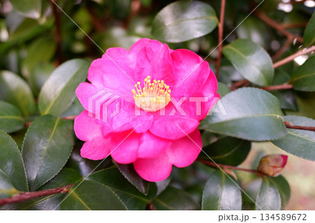 冬至の山茶花 134589672