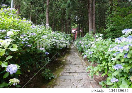 満開のアジサイ 紫陽花 あじさい 出塩文殊堂 山形市 満開のアジサイ 紫陽花 あじさい 出塩文殊堂 山形市 134589683