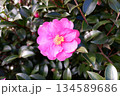 冬至の山茶花 134589686