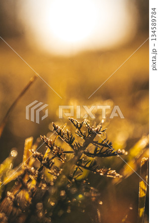 Close-up of delicate green grass blades glistening with morning dew, illuminated by soft sunlight, creating a serene and tranquil natural atmosphere in a lush field Close-up of delicate green grass blades glistening with morning dew, illuminated by soft sunlight, creating a serene and tranquil natural atmosphere in a lush field 134589784