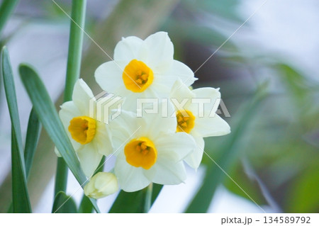 水仙の花のクローズアップ 134589792