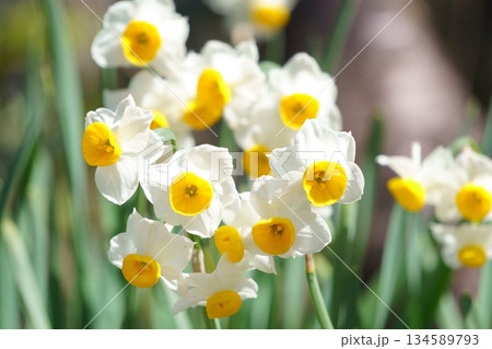 白いスイセンの花 134589793