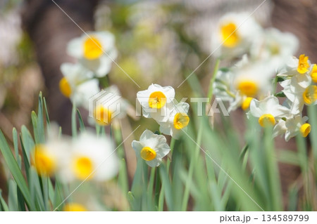 前ボケ、玉ボケを入れたスイセン 134589799