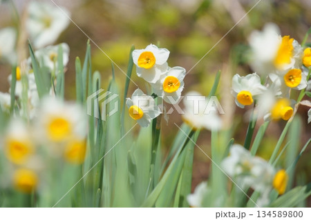 春の日差しを浴びるスイセンの花 春の日差しを浴びるスイセンの花 134589800