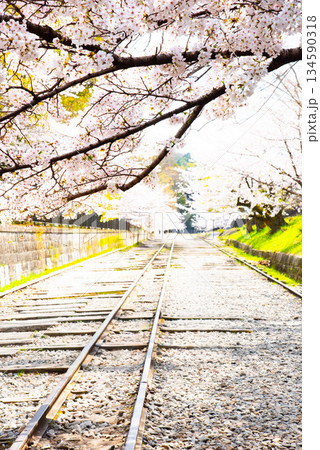 京都　蹴上インクラインの桜 134590318